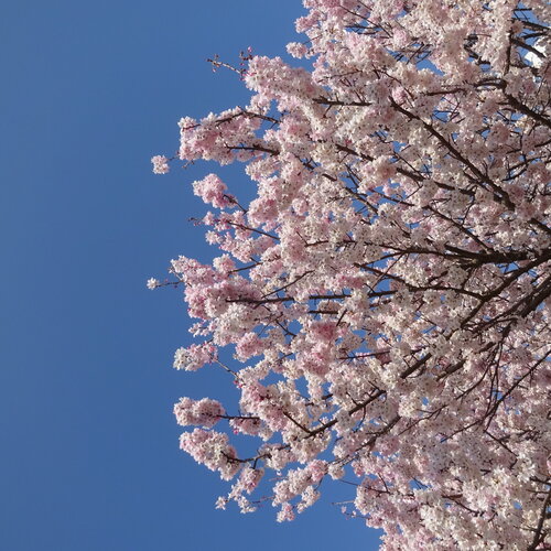 ブログ記事のイメージ画像