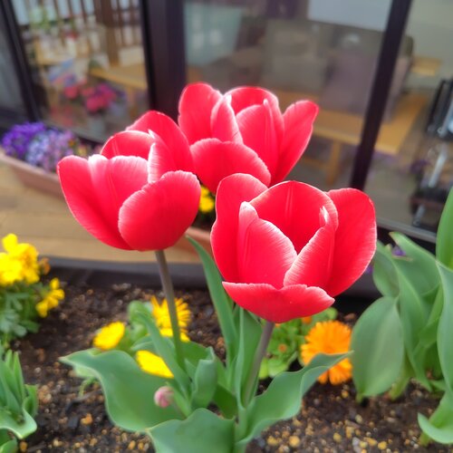 ブログ記事のイメージ画像