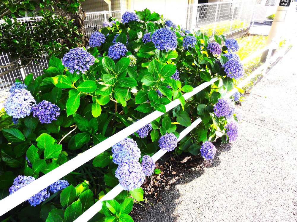 公式》紫陽花の彩りとともに過ごす父の日｜プラウドライフ株式会社
